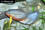 trichopodus leerii trichopodus leerii