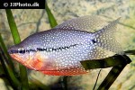 trichopodus leerii trichopodus leerii