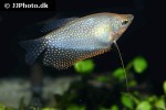 trichopodus leerii gold trichopodus leerii gold