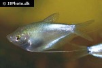 trichopodus microlepis trichopodus microlepis