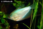 trichopodus microlepis trichopodus microlepis