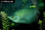 trichopodus microlepis trichopodus microlepis
