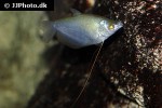 trichopodus microlepis trichopodus microlepis