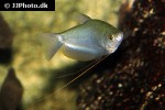 trichopodus microlepis trichopodus microlepis