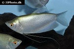trichopodus microlepis trichopodus microlepis
