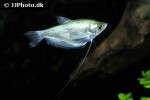 trichopodus microlepis trichopodus microlepis