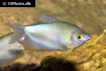 trichopodus microlepis trichopodus microlepis
