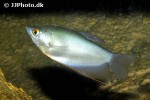 trichopodus microlepis trichopodus microlepis