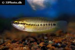 trichopodus pectoralis trichopodus pectoralis