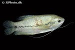 trichopodus pectoralis trichopodus pectoralis