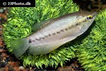 trichopodus pectoralis trichopodus pectoralis