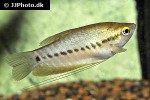 trichopodus pectoralis trichopodus pectoralis