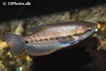 trichopodus pectoralis trichopodus pectoralis