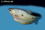 trichopodus trichopterus trichopodus trichopterus