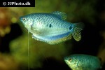 trichopodus trichopterus trichopodus trichopterus