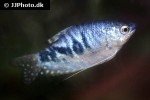 trichopodus trichopterus cosby trichopodus trichopterus cosby