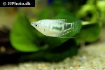 trichopodus trichopterus cosby trichopodus trichopterus cosby