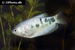 trichopodus trichopterus cosby trichopodus trichopterus cosby