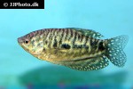 trichopodus trichopterus cosby trichopodus trichopterus cosby