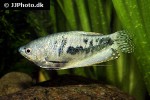 trichopodus trichopterus cosby trichopodus trichopterus cosby