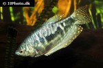 trichopodus trichopterus cosby trichopodus trichopterus cosby