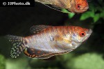 trichopodus trichopterus red trichopodus trichopterus red