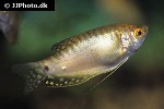 trichopodus trichopterus yellow trichopodus trichopterus yellow