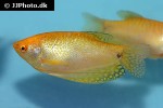 trichopodus trichopterus yellow trichopodus trichopterus yellow