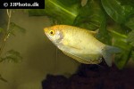 trichopodus trichopterus yellow trichopodus trichopterus yellow
