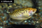 trichopodus trichopterus yellow trichopodus trichopterus yellow