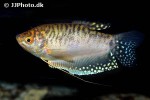 trichopodus trichopterus yellow trichopodus trichopterus yellow