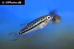 trichopsis pumila trichopsis pumila