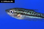 trichopsis pumila trichopsis pumila