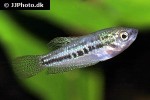 trichopsis pumila trichopsis pumila