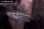 trichopsis pumila trichopsis pumila
