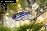 trichopsis pumila trichopsis pumila