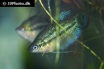 trichopsis schalleri trichopsis schalleri