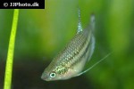trichopsis schalleri trichopsis schalleri