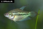 trichopsis schalleri trichopsis schalleri