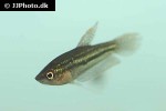 trichopsis schalleri trichopsis schalleri
