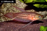 trichopsis schalleri trichopsis schalleri