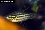 trichopsis vittata trichopsis vittata