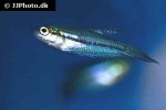 trichopsis vittata trichopsis vittata