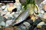 trichopsis vittata trichopsis vittata