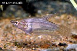 trichopsis vittata trichopsis vittata