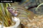 trichopsis vittata trichopsis vittata