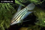 trichopsis vittata trichopsis vittata