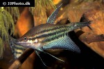 trichopsis vittata trichopsis vittata