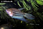 trichopsis vittata trichopsis vittata