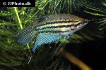 trichopsis vittata trichopsis vittata